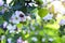 Flowering apple tree with a flying bumblebee. Close up of a flowering apple tree with a flying bumblebee