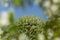 Flowering apple tree in the framing of the branches of another blooming tree