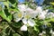 Flowering apple tree in the garden