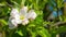 Flowering apple tree in garden, spring blossom