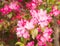 Flowering apple tree with pink blossoms