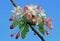 Flowering apple tree at springtime