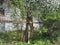 A flowering apple tree stands behind a fence in front of a white old brick house. Spring.