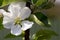 Flowering of apple trees