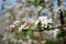 Flowering apple twig with bees