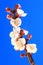 Flowering apricot branch