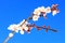 Flowering apricot branch