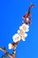 Flowering apricot branch