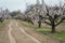 Flowering apricot in the garden in spring, track and trace prote