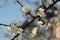 Flowering apricot tree in spring