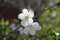 flowering apricot tree with white and pink cuvettes