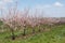 Flowering apricot trees