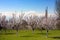 Flowering apricot trees against Ararat, Yerevan, Armenia