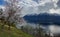 Flowering apricots on Teletskoe lake in the Altai Mountains.