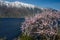 Flowering apricots on Teletskoe lake in the Altai Mountains.