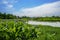 Flowering aquatic plants at lakeside in sunny summer