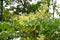 The flowering of aralia is high Manchu Aralia elata Miq. Seem