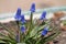 Flowering Armenian grape hyacinth Muscari armeniacum