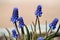 Flowering Armenian grape hyacinth Muscari armeniacum