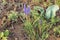 Flowering Armenian grape hyacinth Muscari armeniacum in garden