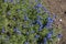 Flowering Armenian speedwell in the flowerbed