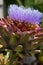 Flowering artichoke blossom plant. Large purple flower growing in the garden.