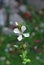 Flowering Arugula (Eruca vesicaria ssp. sativa)