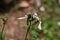 Flowering Arugula (Eruca vesicaria ssp. sativa)