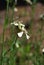 Flowering Arugula (Eruca vesicaria ssp. sativa)