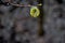 Flowering aspen catkins on a blurred forest background.