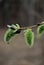 Flowering aspen catkins on a blurred forest background.