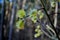 Flowering aspen catkins on a blurred forest background.