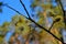 Flowering aspen inflorescences against a blue sky.