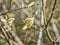 Flowering aspen inflorescences. Close up