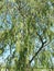 Flowering aspen pine (Populus tremula)