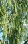 Flowering aspen pine (Populus tremula)