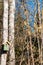 Flowering aspen trees and bird house