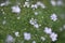 Flowering Aster cordifolius \\\'Blossom Rain\\\' in autumn