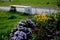 flowering asters in the flower bed form a monoculture