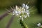 Flowering asters in the garden in Eyrignac in Dordogne