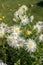 Flowering asters in the garden in Eyrignac in Dordogne.