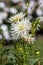 Flowering asters in the garden in Eyrignac in Dordogne.