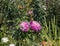 Flowering asters in the garden in Eyrignac in Dordogne