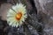 Flowering Astrophytum Ornatum or Bishops Cap from the Central Plateau of Mexico.