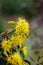 Flowering Australian Wattle Tree