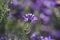 Flowering of an Autumn Aster (Symphyotrichum) in a flower bed