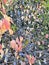 Flowering autumn trees