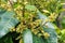 Flowering Avocado, or American Perseus (lat. Persea americana