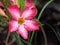 Flowering Azalea flowers or Desert Rose-Impala Lily- Mock Azalea flowers bloom with drops of water