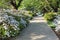 Flowering Azalea Lined Sidewalk in Spring